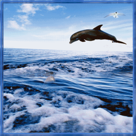 gifs dauphin