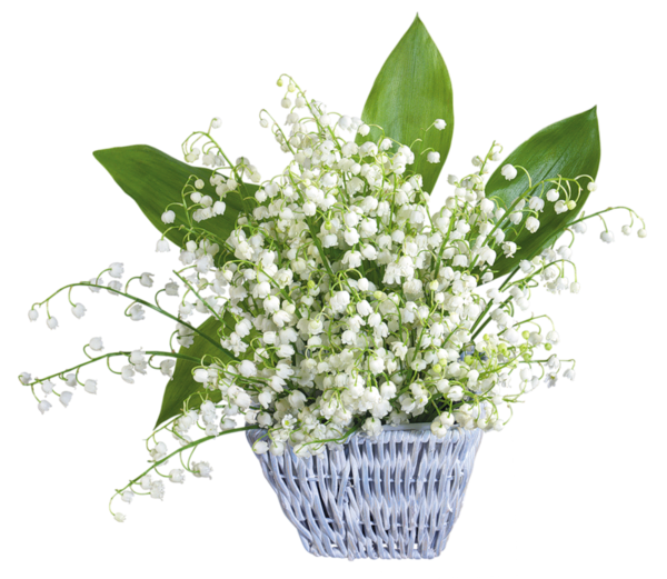 Muguet - Bandeau